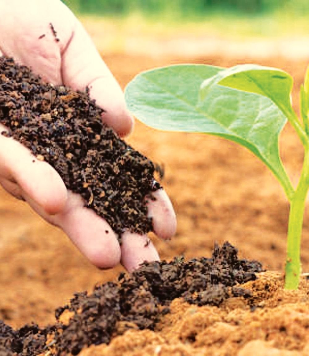 Hands holding fertile soil next to a young plant